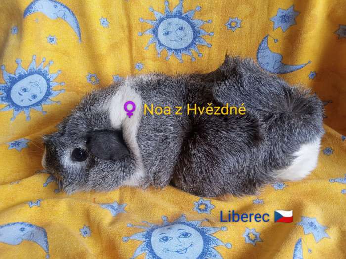 Z Hvězdné Liberec