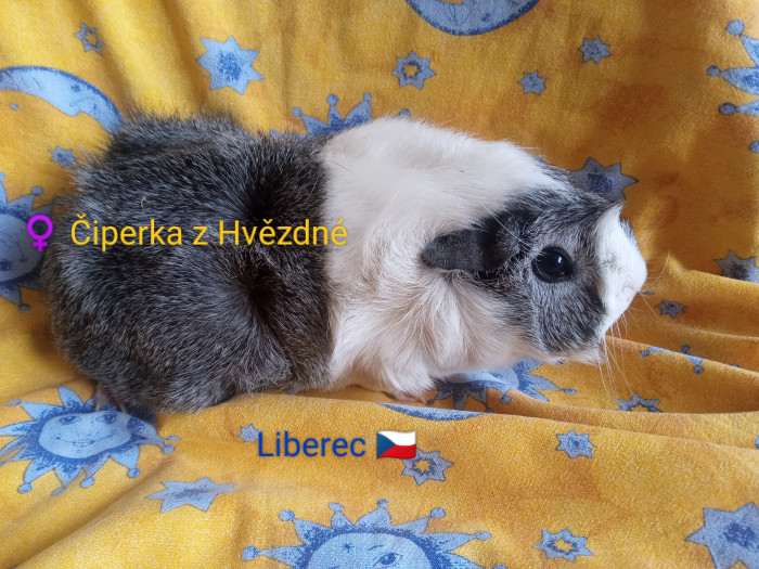 Z Hvězdné Liberec