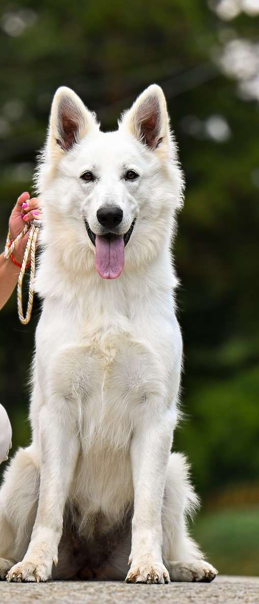 Z Údolí Bílých andělů