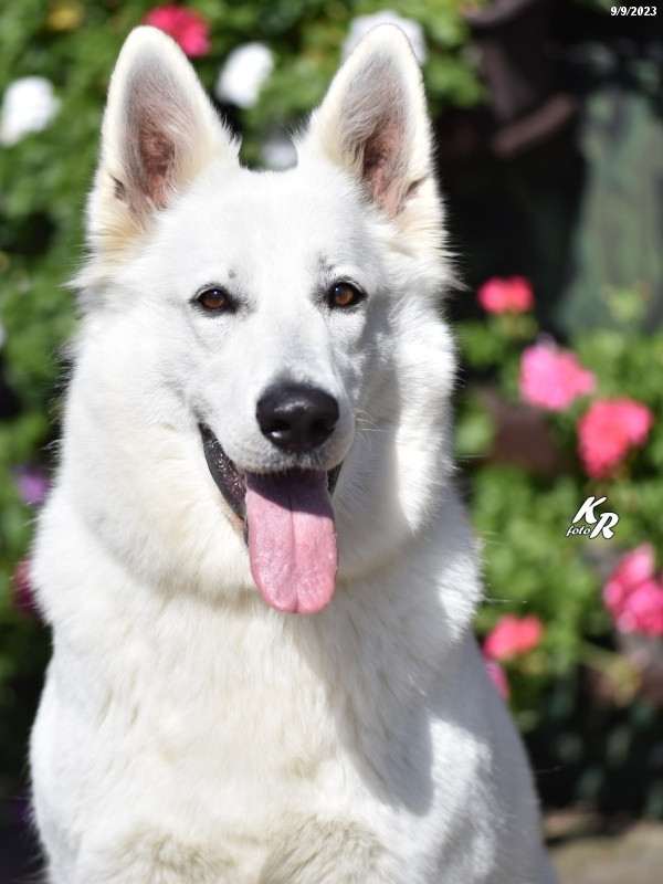 Z Údolí Bílých andělů