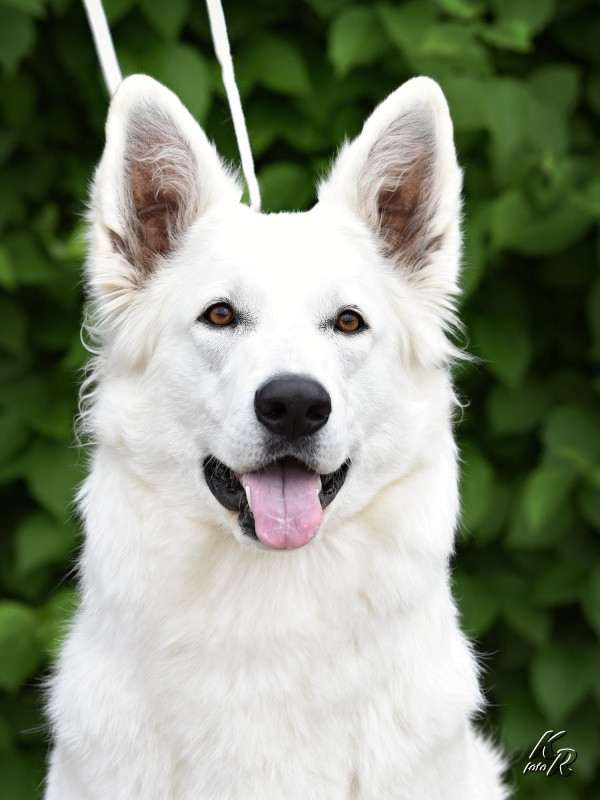 Z Údolí Bílých andělů