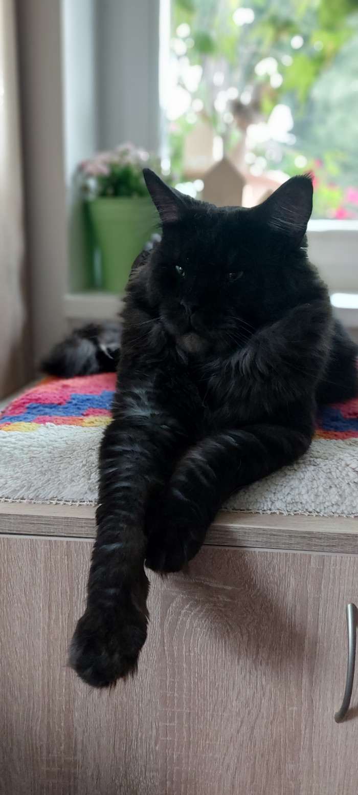 Leonardo - chovný kocour