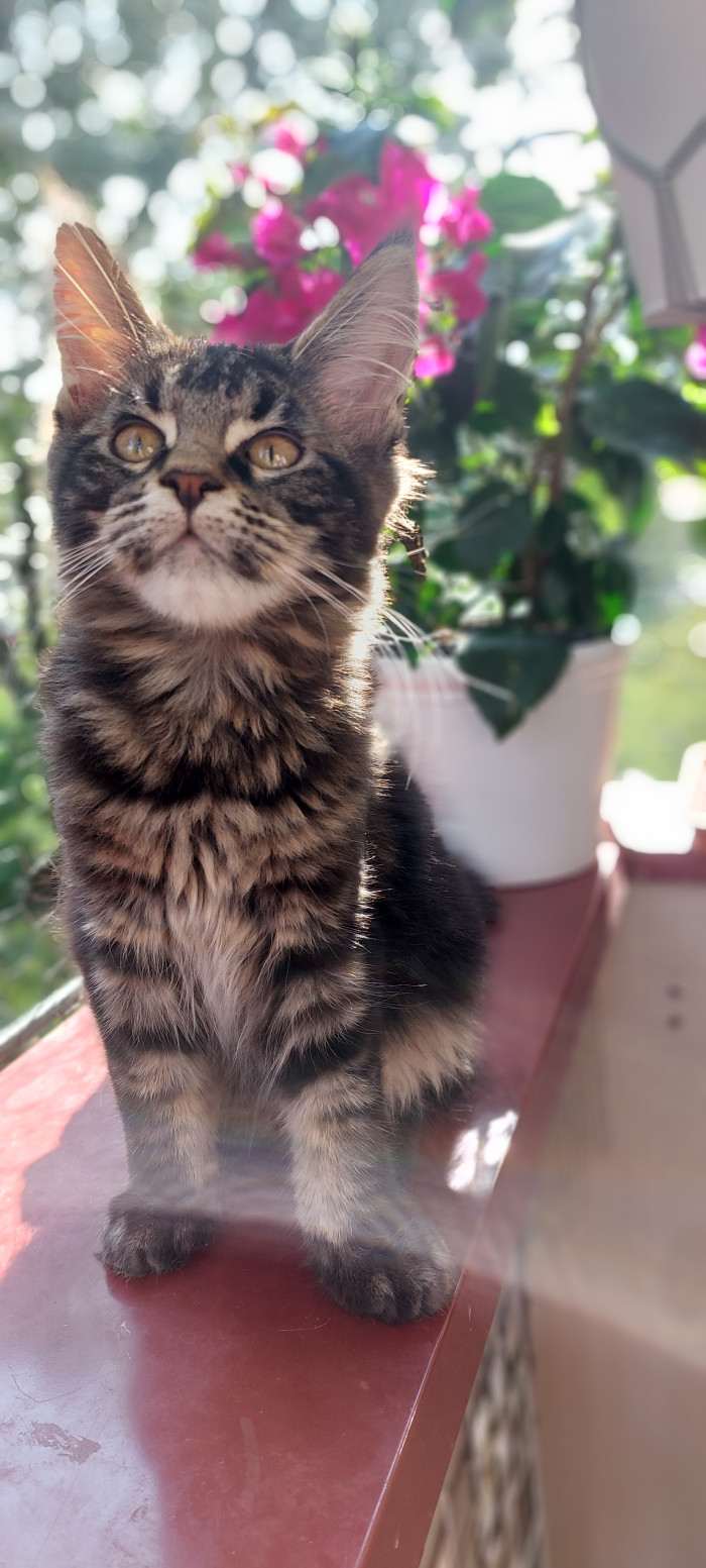 Chloe of Miracolo.cz