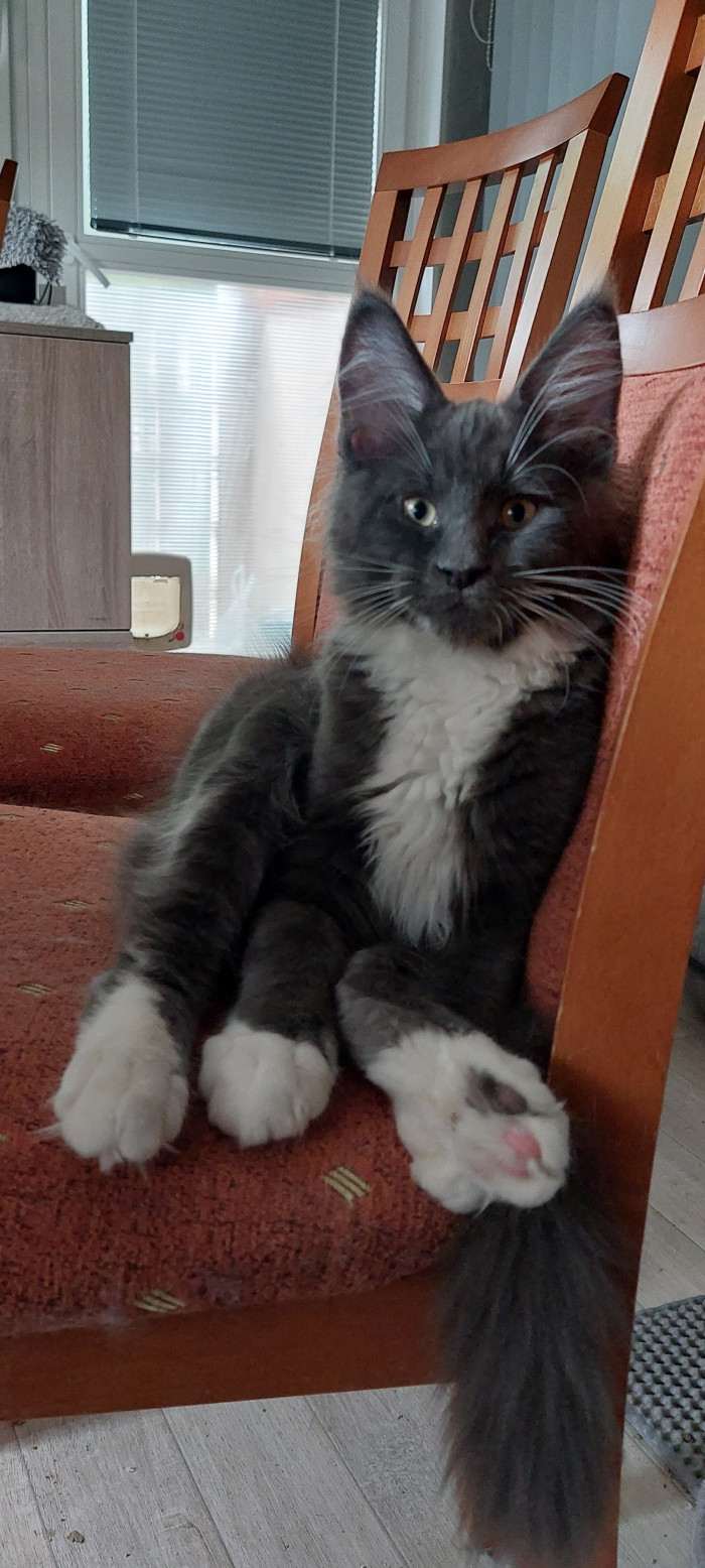 Chico of Miracolo.cz