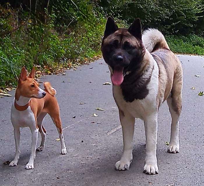 Cerberus Moravia