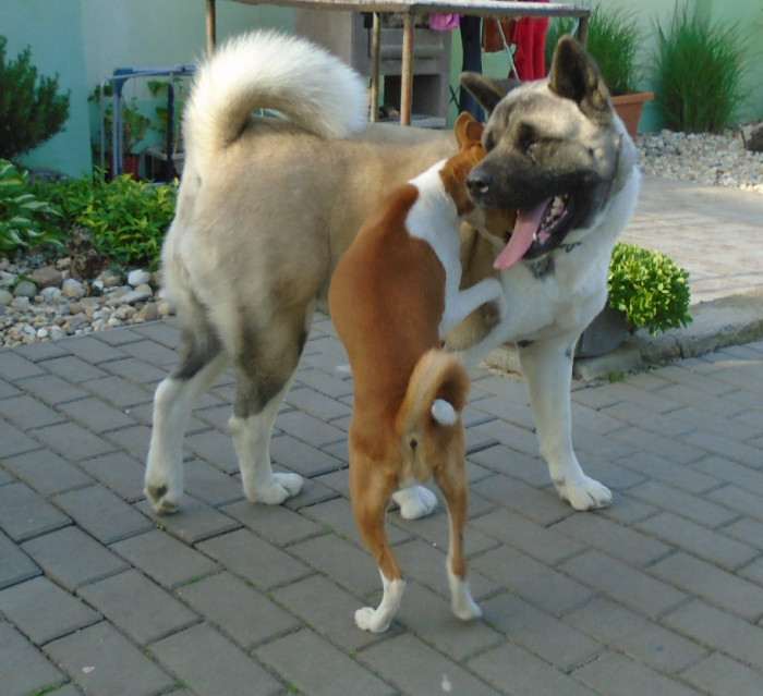 Cerberus Moravia