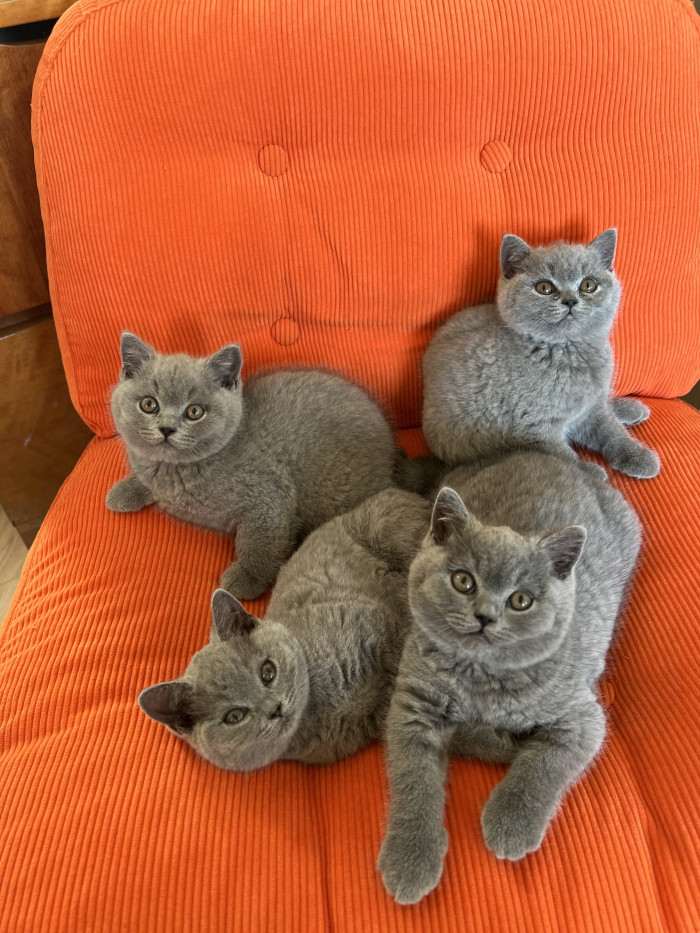 Silky Royals, cz