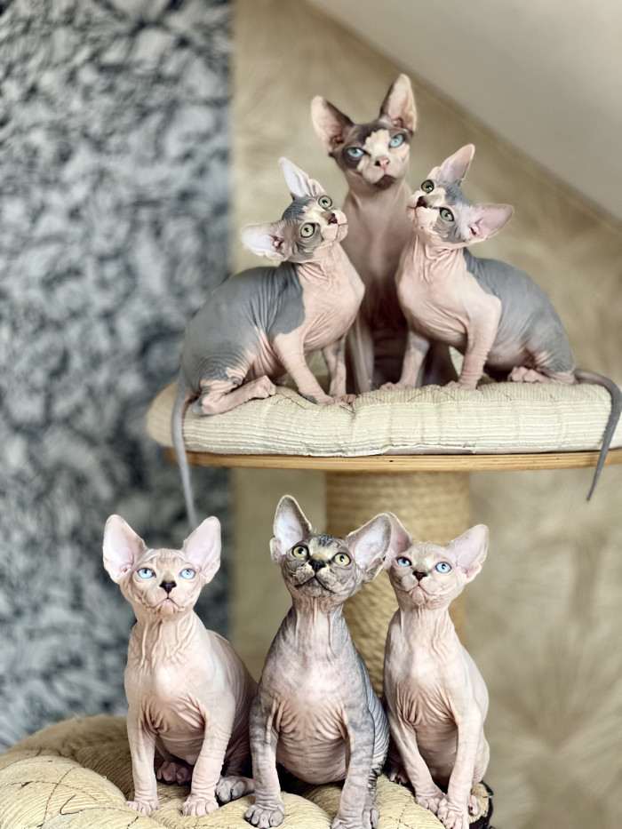 Sphynx Legacies