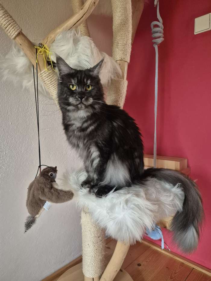 Cuddly Giants, cz