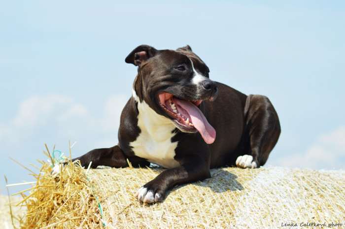 Lollipop Black Princess Laki's Pride