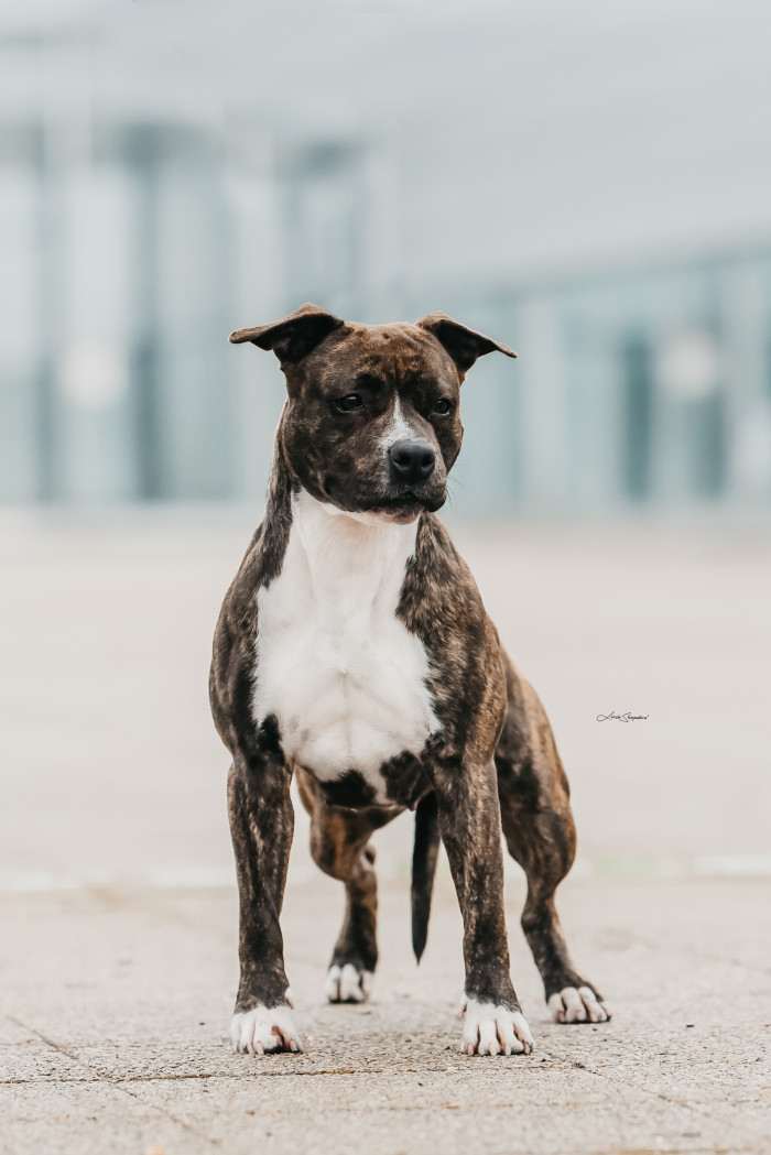 MRS. MIRACLE Canossa