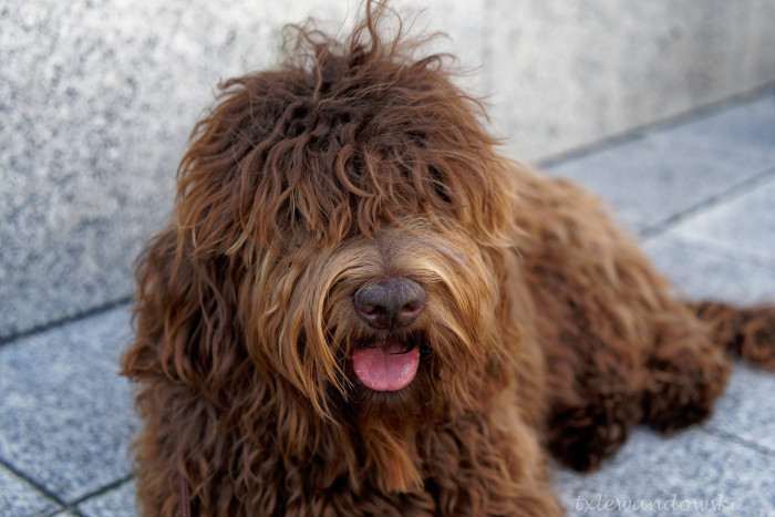 Z Doliny Pabianki FCI