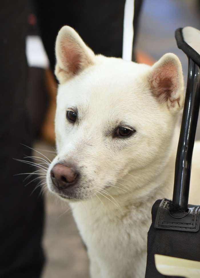 Bílý pes ze Strakonic