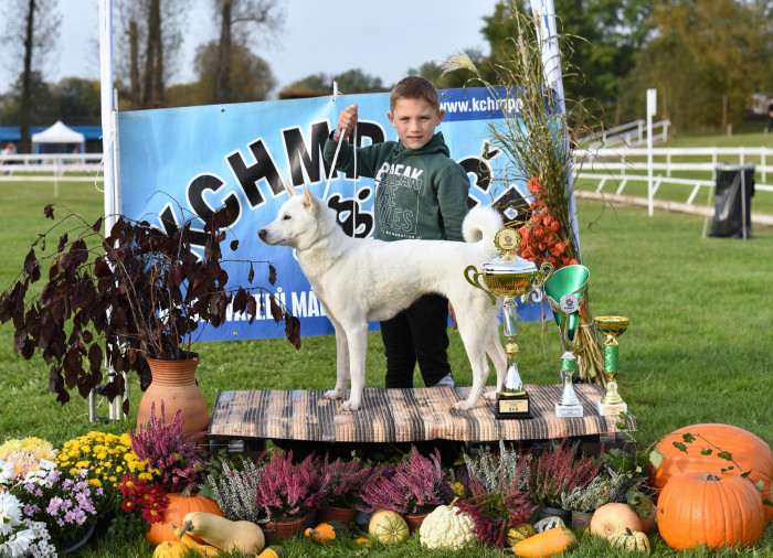 Bílý pes ze Strakonic