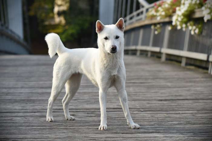 Bílý pes ze Strakonic