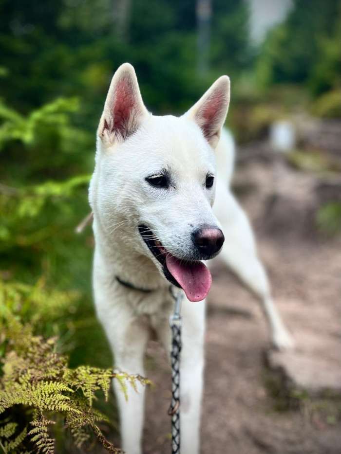 Bílý pes ze Strakonic