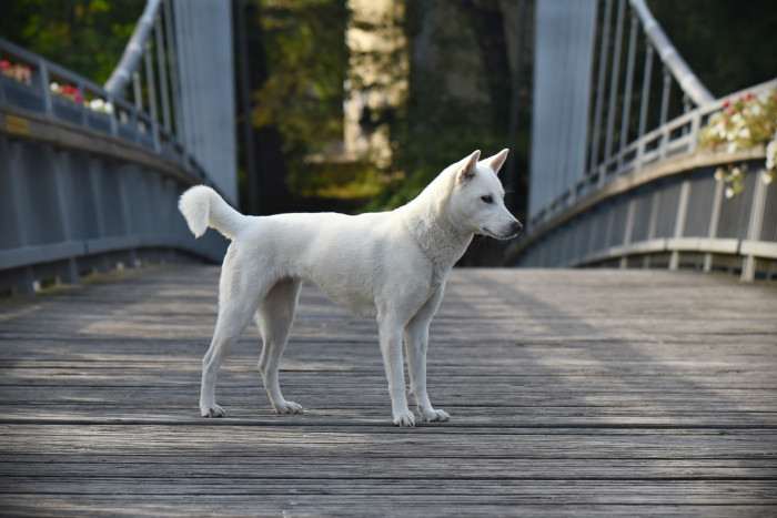 Bílý pes ze Strakonic