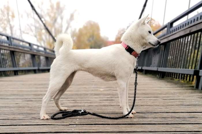 Bílý pes ze Strakonic