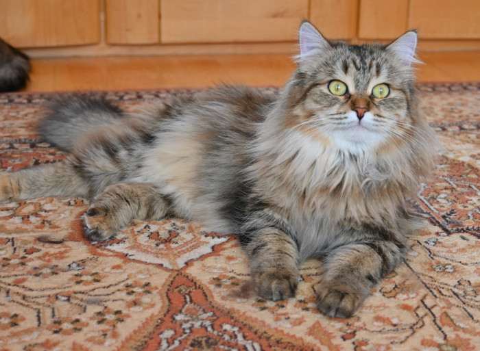 Dixi Blackberry Hill,CZ