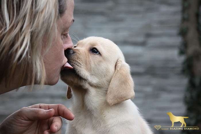 žluté štěně z BLAZING DIAMOND