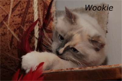 Naše první chovná kočička Wookie