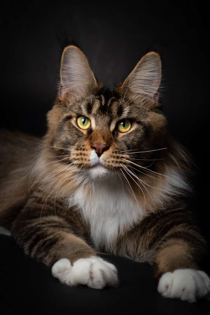 CEW25 JCH KCH CH Guinness Olira JW