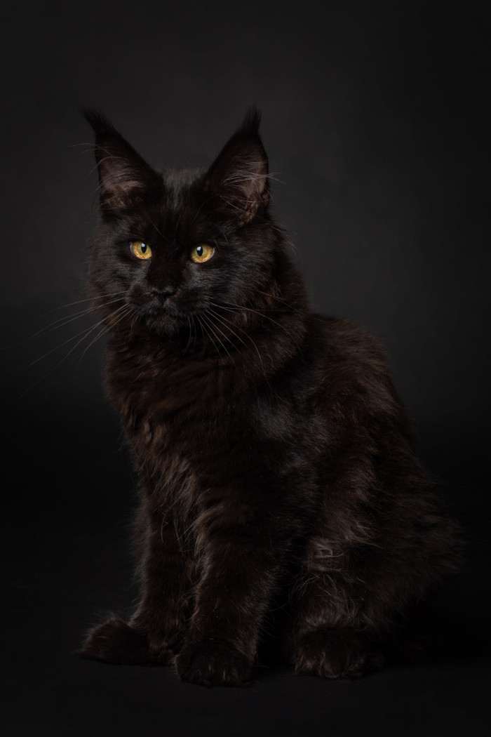 JCH KCH Céline Larenda