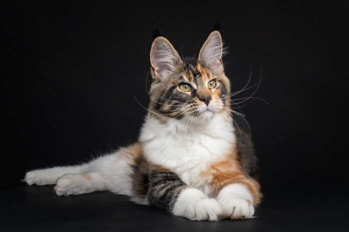 Birra Moretti O'Vici