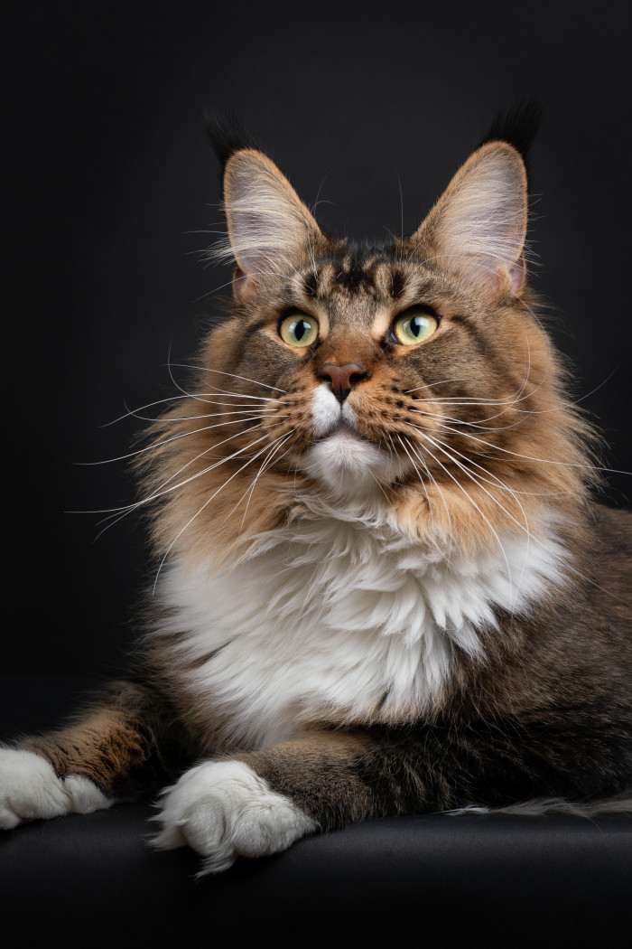 CEW25 JCH KCH CH Guinness Olira JW