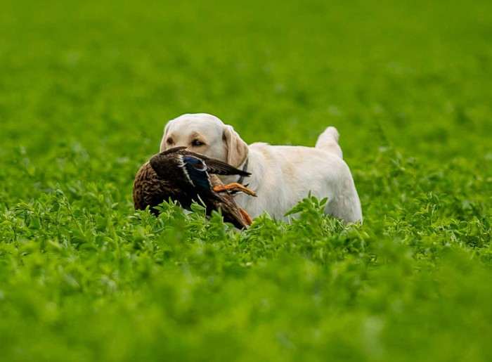Polly pod Žerčickým kostelem