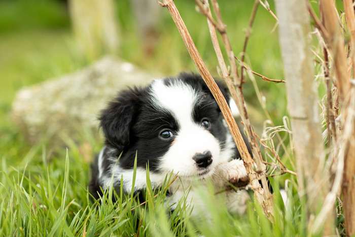 Mystery Of Black Rose