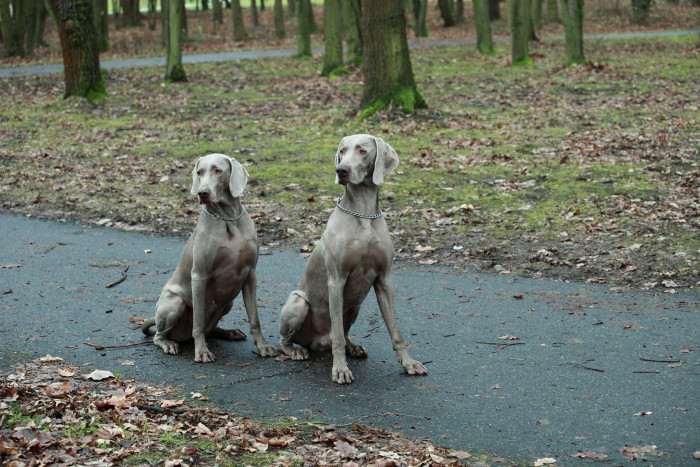 From Schwarzenberg park CZ