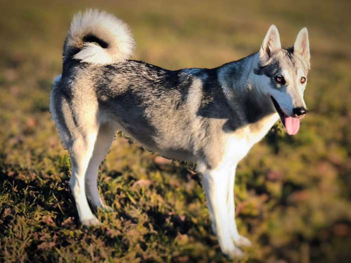 Blackie Hvozdecký les