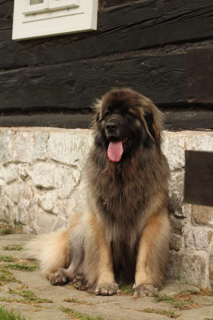 Maminka  Bahama (Herunka)