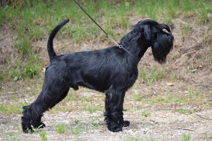 Grand calvera f. c. i.