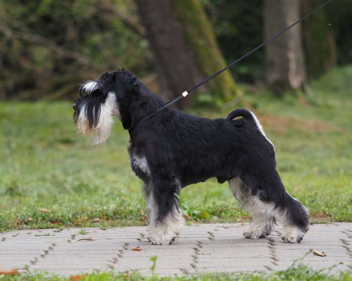 Grand calvera f. c. i.