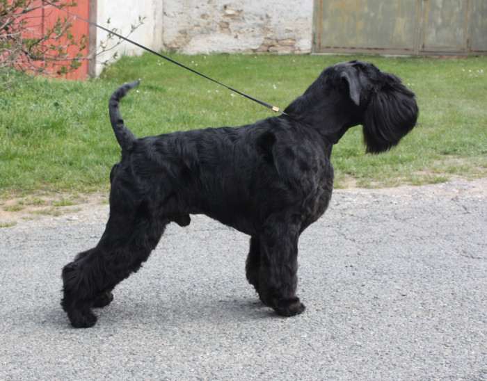 Grand calvera f. c. i.