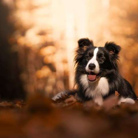 Boogie-woogie Magic Bond