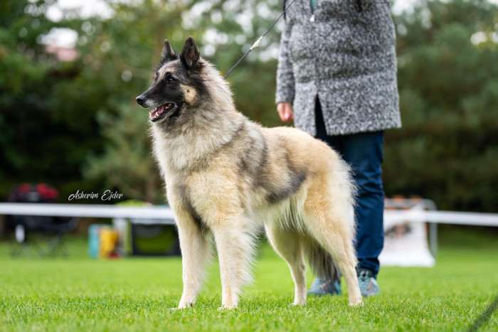 JCh.Cookie Agatha Sammar Bohemia