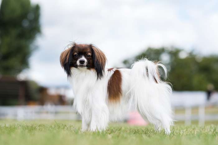 AXIS OH HIPPINKY - PHALENE