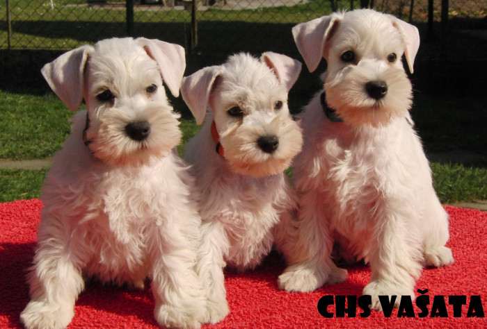 Odchov v CHS VAŠATA