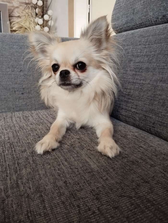 B. Zuzu pod Broumovskou hvězdou