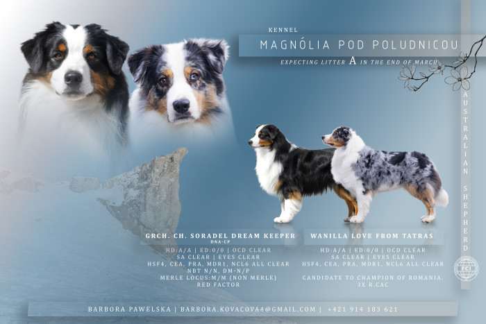 Magnolia pod Poludnicou