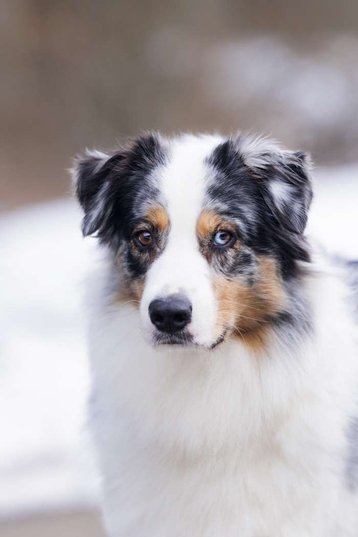 Magnolia pod Poludnicou