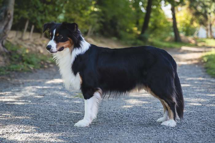 Jackie Aussieland / Brianne