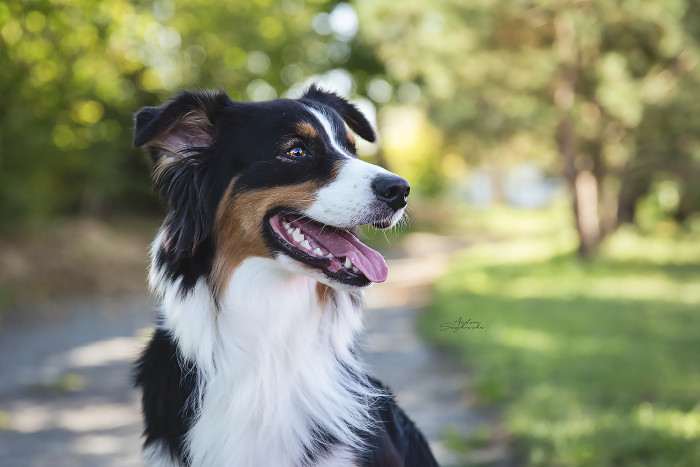 Jackie Aussieland / Brianne