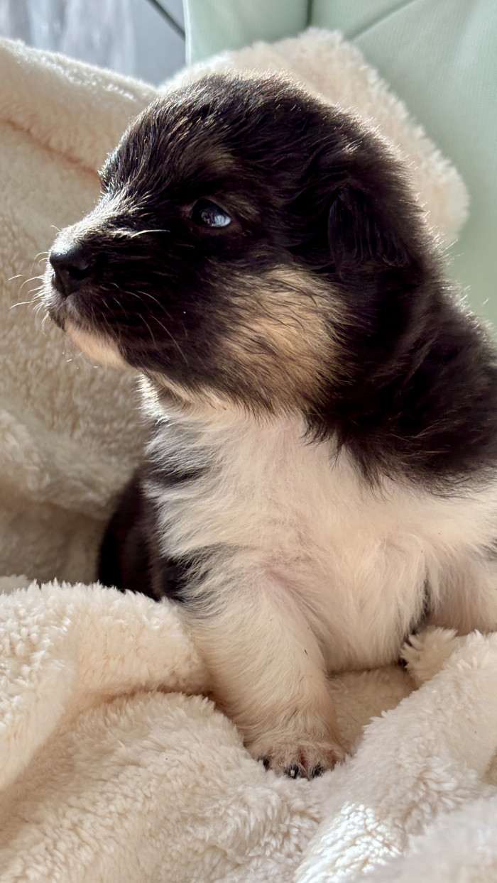 Brianne Australaland