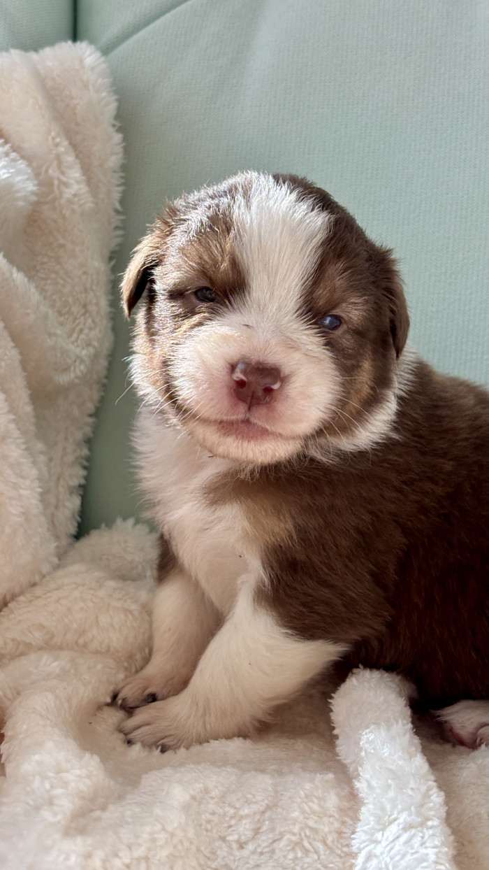 Barnaby Australaland