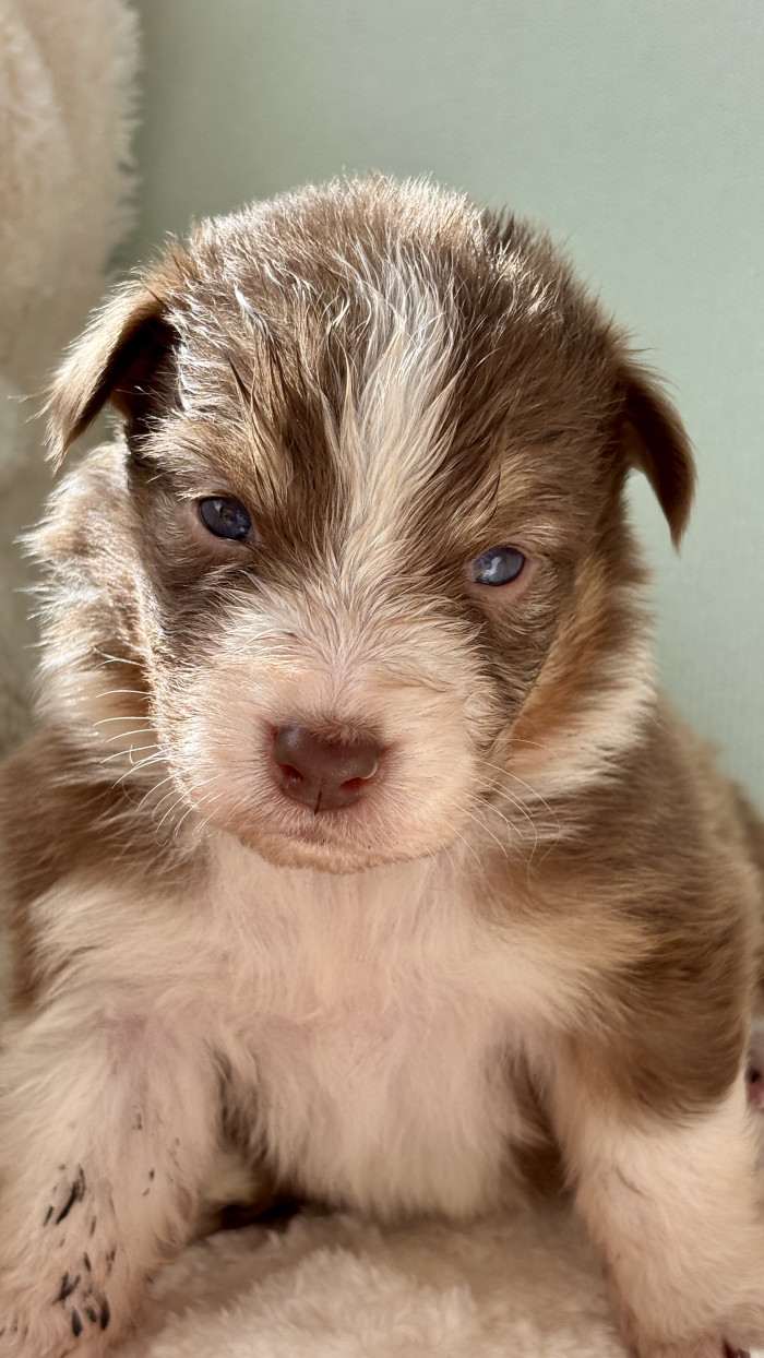 Brontë Australaland