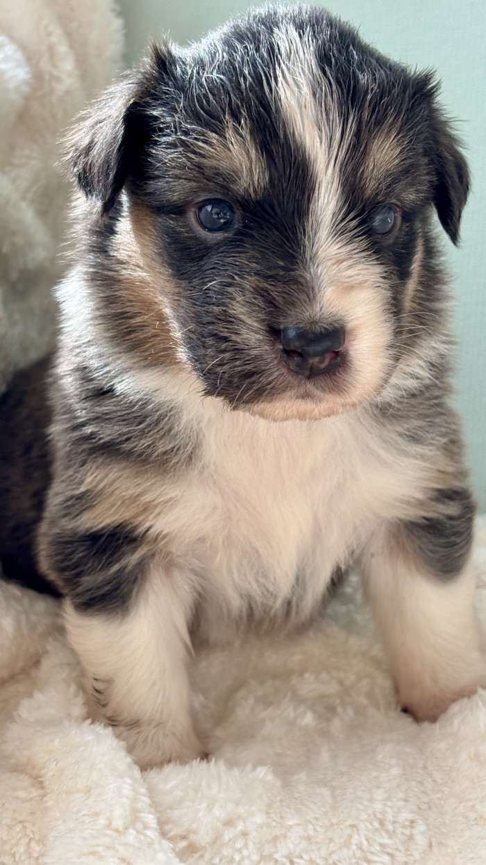 Bologna Australaland